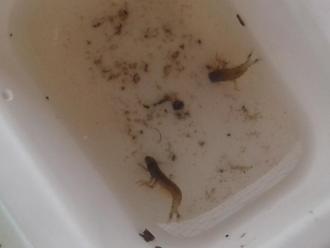 These are two of the  Net spinning Caddis we found
