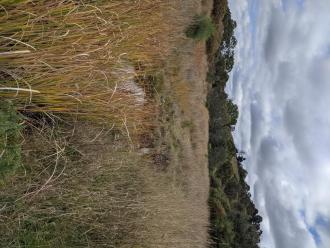 downstream