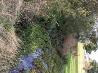 Five Mile Creek Reserve Upstream