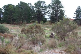 Willow removal near sample site