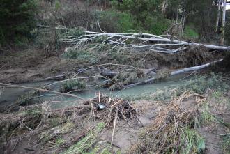 Fallen manna gums