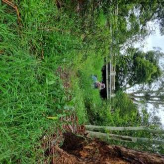 weeds are very high