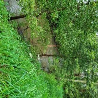 weeds galore
