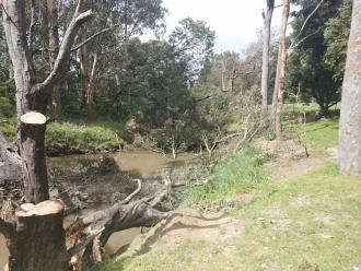 Silver wattles blown over and choking creek.