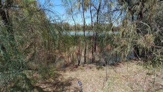 Levee Bank, Kings Billabong, Ex Murray River, Mildura