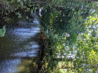 Five Mile Creek at Childrens'Park Downstream