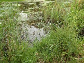 Reeds growing into sample site