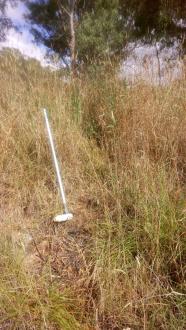 long grass on creek bank