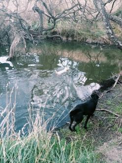 Perfect swimming conditions for dogs!