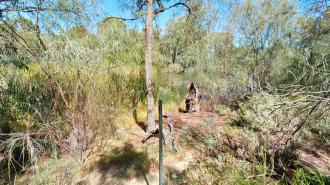 Sandilong Creek, ex Murray River, Mildura