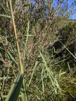 upstream.  You can't see much because there is so much growth on the bank.