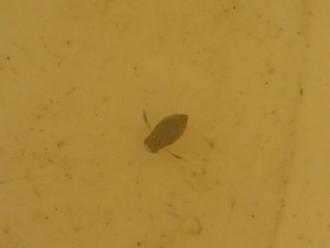 water beetle in water sample in bucket