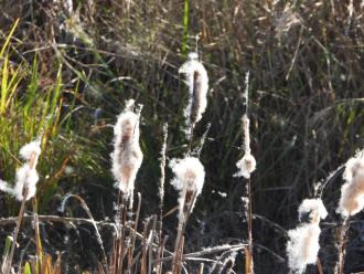 Reeds