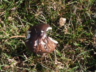 Fungi