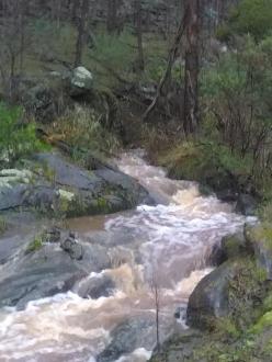large muddy flow after about 80 mm rain  in a week