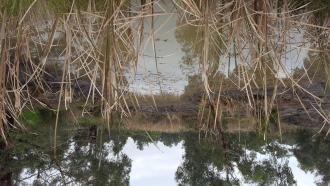 Upper pond after clearing out