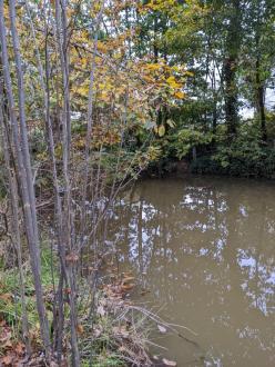 Five mile Creek at Children's Park Upstream