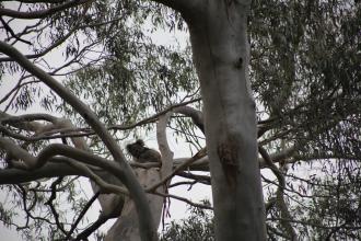 I didn't notice the koala until it rearranged itself to watch me getting my water sample....then had a tummy scratch with its foot.