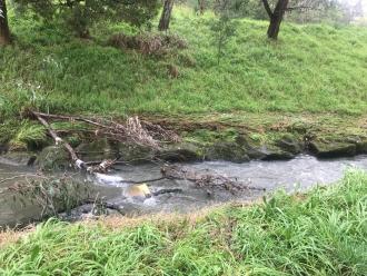 rubbish caught on branches. Can see where the water level was over the last 24hrs