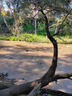 High flow, very high turbidity, and muddy.