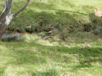 photo showing flattened reeds from recent high water flows