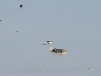 There was a pair of Red-capped Plovers feeding near the shore