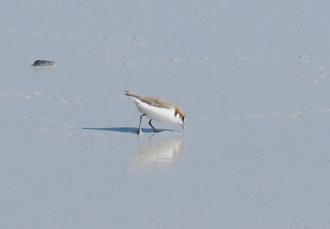 There was a pair of Red-capped Plovers feeding near the shore
