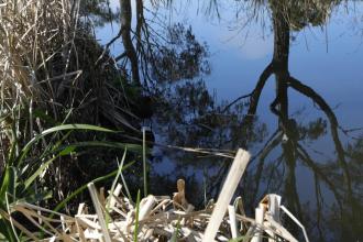 Elster Creek