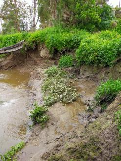 View of bank slumping