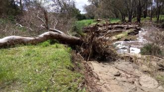 taken on 2-11-2022 showing another fallen tree at this site!