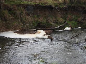 foam alongside and in creek from vigourously flowing water