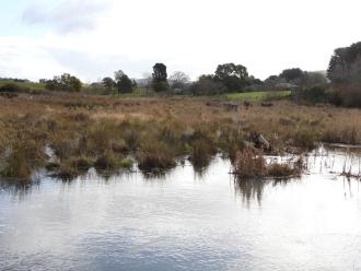 water into swamp/wetland and over newly planted tree bases