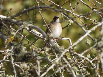 Yellow-faced Honeyeater at water collection point