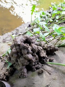 View under bridge of Burrowing Crayfish burrow