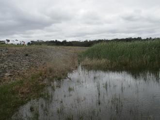 high water reed growth