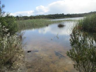 some bushes and trees appear to be dying off due to being flooded