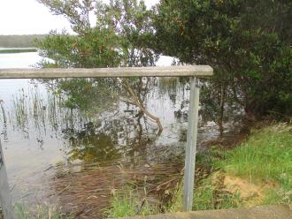 large amount of reeds on shoreline