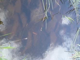 Shallow water at sampling site