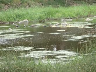 River has slow but normal flow for summer. View away from sample site.