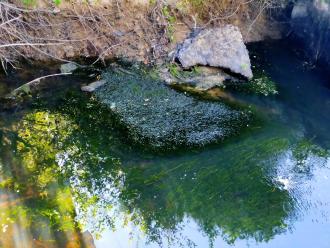 View of algal mat downstream from bridge