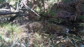 Creek now a series of pools. Note increase in tannin colour due to rotting vegetation (and corresponding low DO).