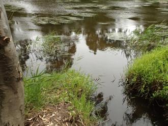 Mouth of drain shown, common reeds mainly damaged (washed away) in floods several mon ths ago.  Convolvulus sepium rampantly growing in new reeds.