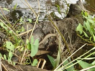 Skink by drain - might be a Southern Water Skink. Slightly larger than common pale-flecked garden skinks seen nearby in grass and leaf litter.