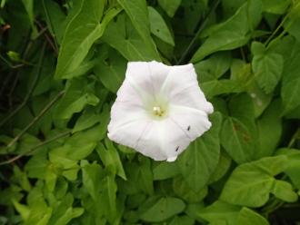 Calystegia sepium, a cosmopolitan bindweed (not the exotic species). Flowers pale pink or white.