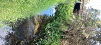 Stony Creek, MSO670 upstream view