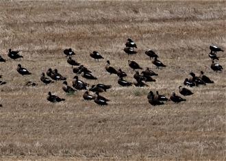 As we were driving out a large flock of Shelduck landed in the paddock adjoining the road