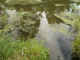 Water sampling site, view. Drain exit on bottom left. No drain floiw today.