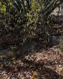 water sample site (up-stream)