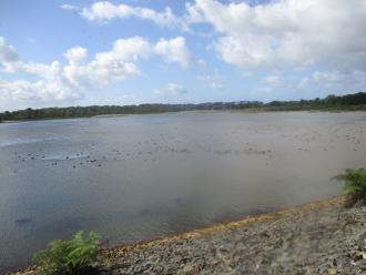 large number of birds