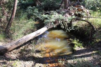 Down stream: not orange colour submerged on rocks